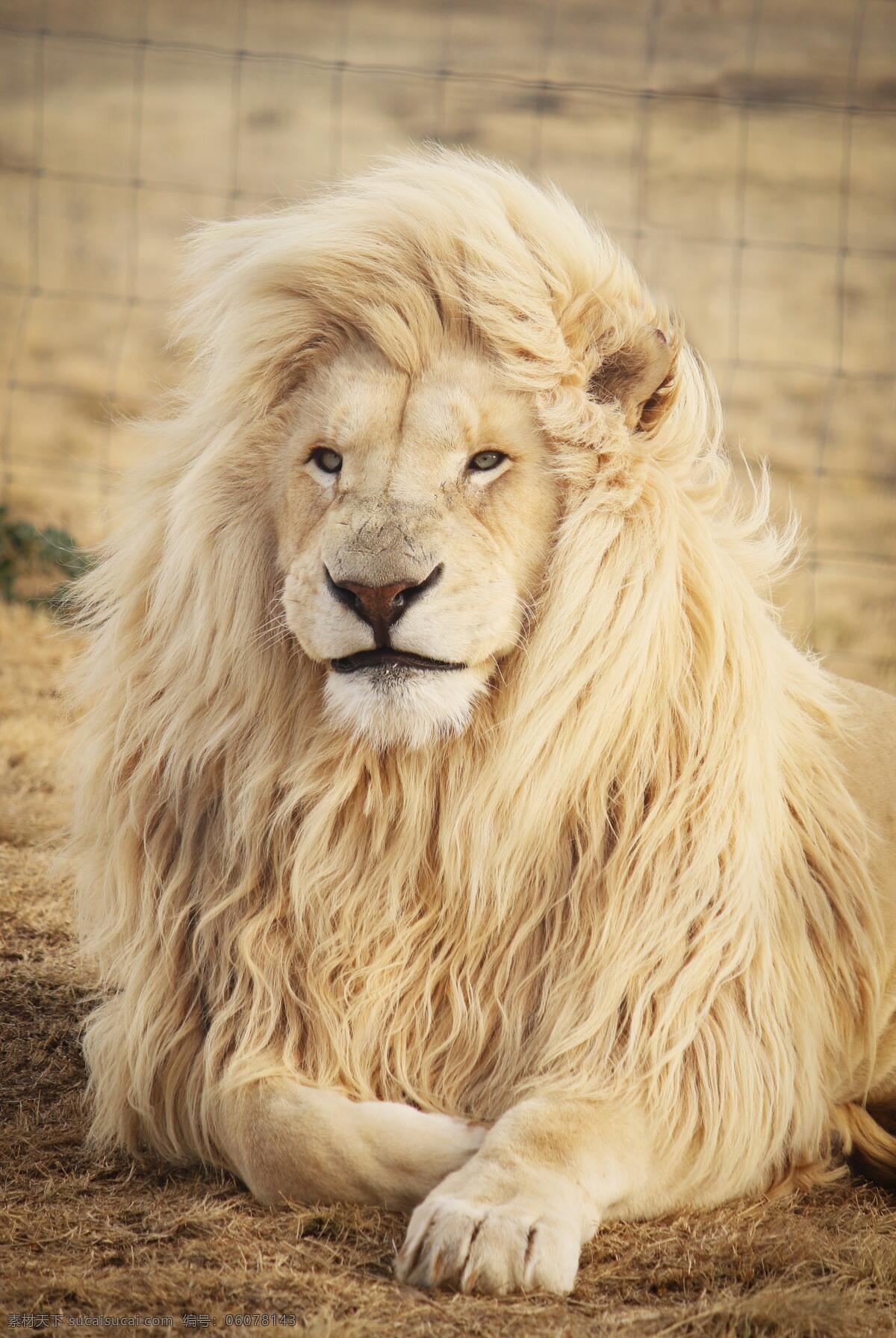狮子 狮王 草原雄狮 猛兽 野生动物 保护动物 生物世界 设计素材 动物