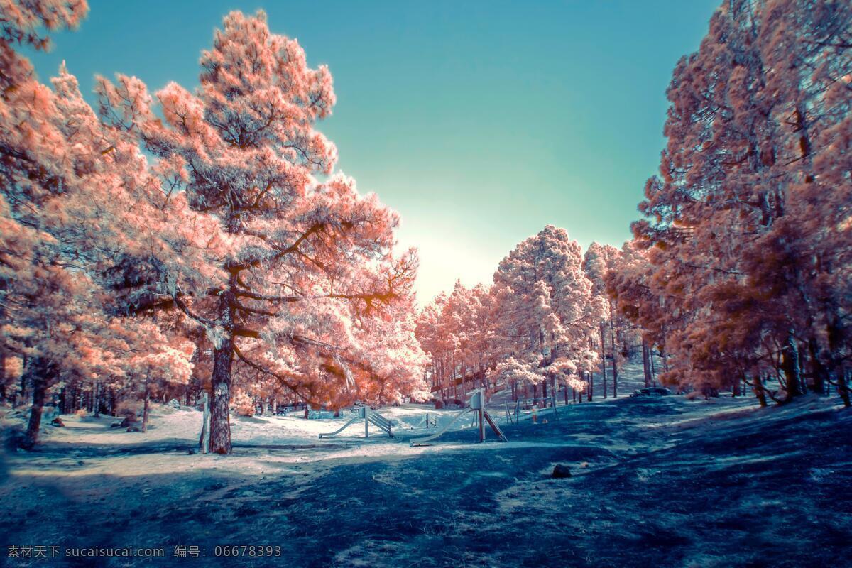 冬天的森林 风景 唯美 大树 冬天 森林 自然景观 自然风景