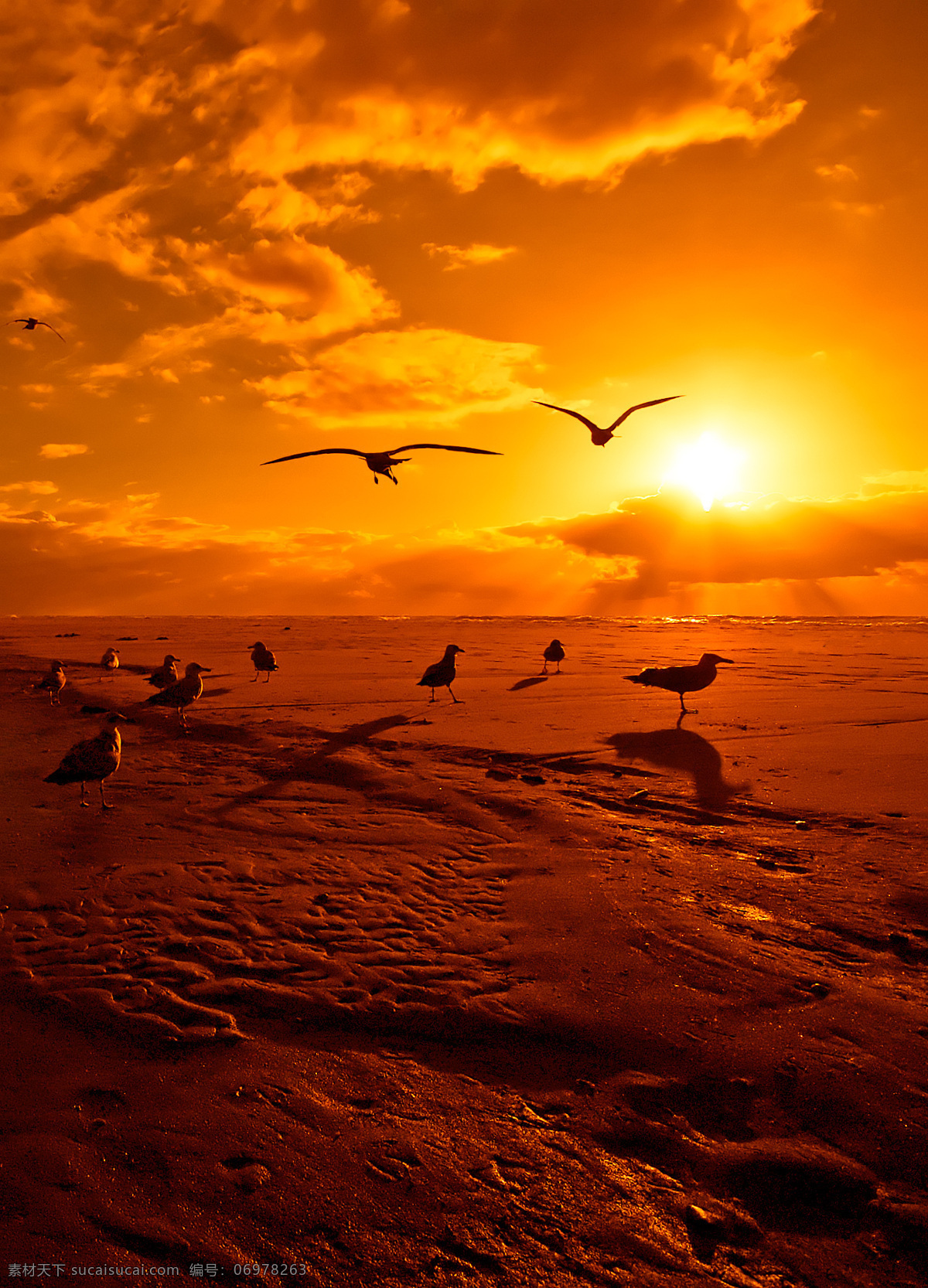 沙滩 上 黄昏 景色 自然风景 自然景色 美景 海鸥 上黄 昏 黄昏风景 自然景观 红色
