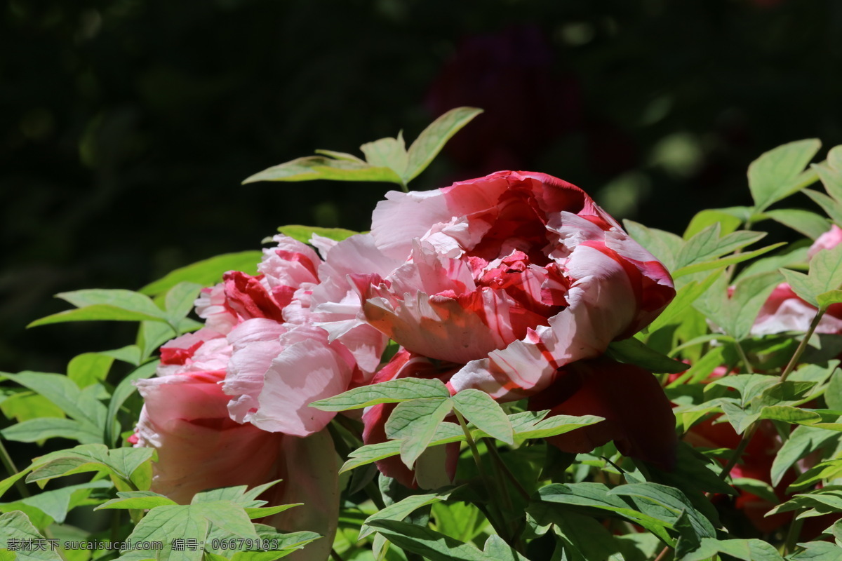 牡丹花 牡丹 观赏花卉 鼠姑 木芍药 百雨金 洛阳花 花朵 花瓣 花蕊 花卉 花儿 花草 植物 园林绿化 绿化景观 芍药牡丹 生物世界