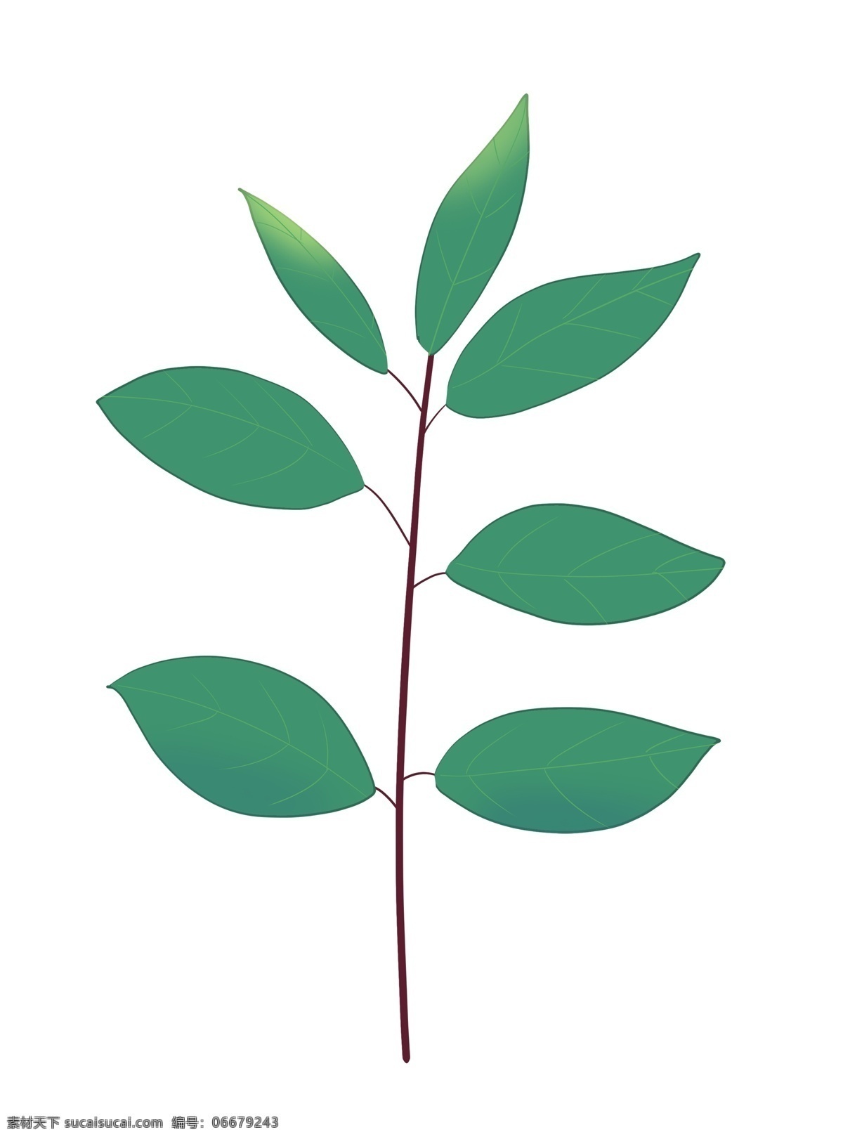 精美绿色树叶 绿色 叶子 植物