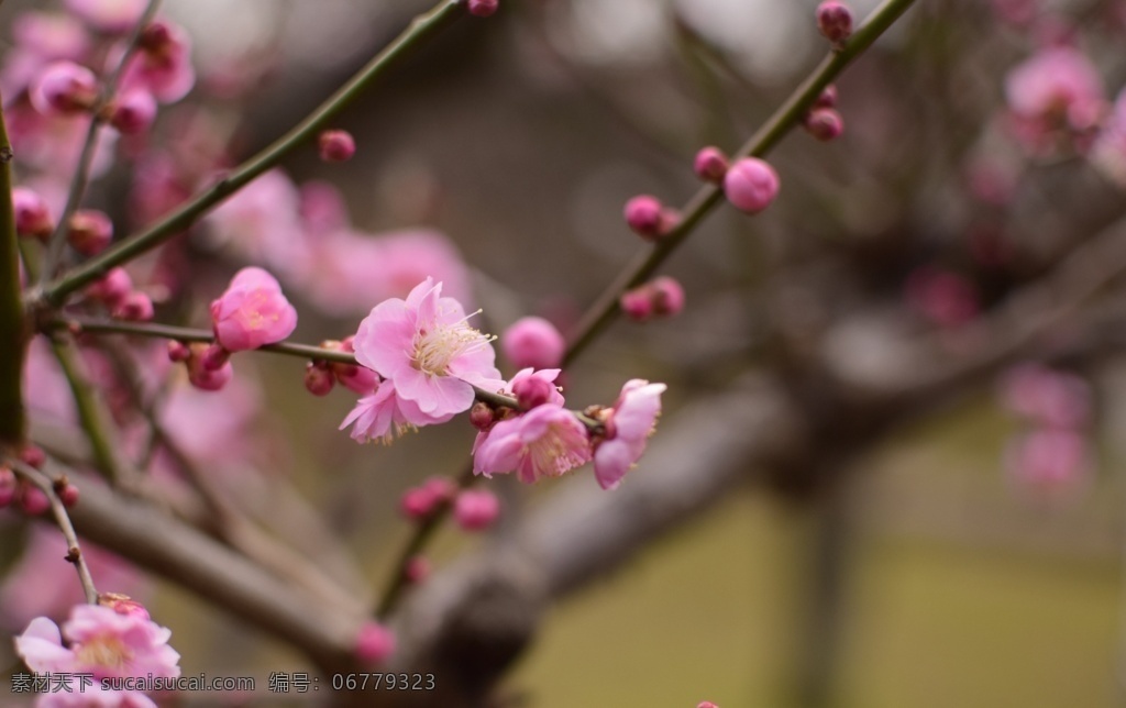 腊梅花图片 腊梅花 梅花 花之物语 花艺 观赏植物 花朵 花瓣 花枝 园艺 园林 生物世界 花草