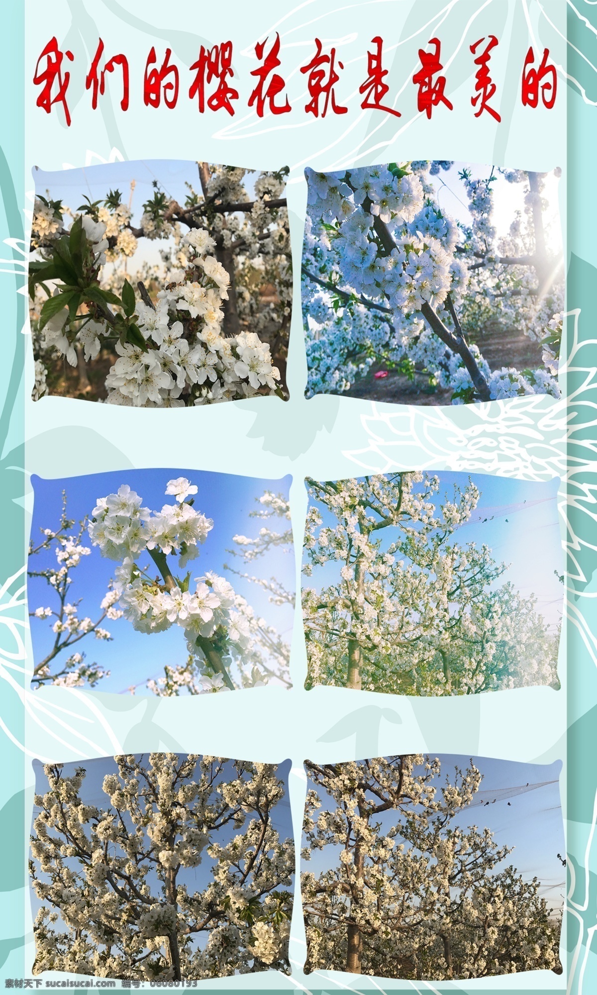 樱花 樱桃 樱桃采摘 樱桃介绍 樱桃图片 淘宝详情 蓝色背景 分层
