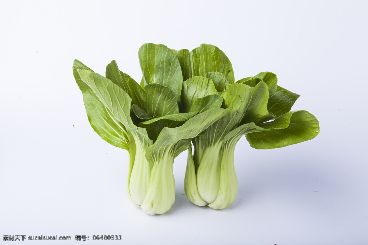 小白菜 高清 白菜 青菜 蔬菜 美食 餐饮美食 食物原料