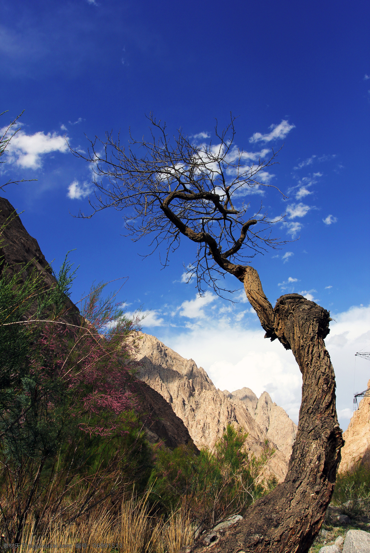 山腰歪脖树 新疆 喀什 树 高原 塔县 风光 塔什库尔干 自然风景 旅游摄影