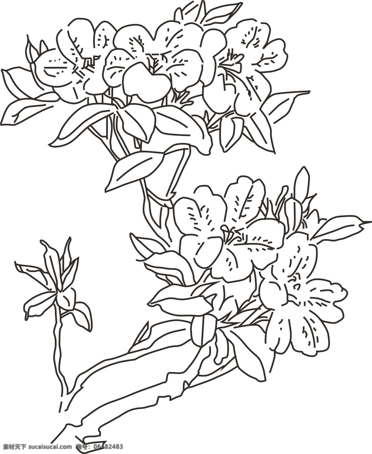 杜鹃花 杜鹃花矢量 杜鹃花素材