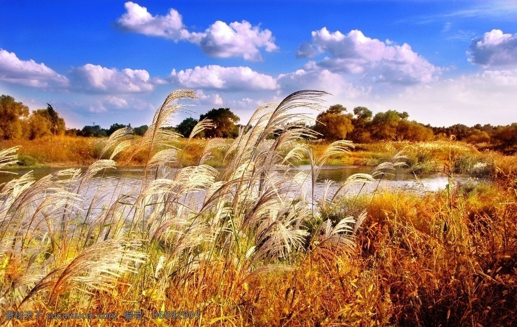 哈尔滨湿地 芦苇 湿地公园 秋天 秋景 湖泊 山水风景 自然景观