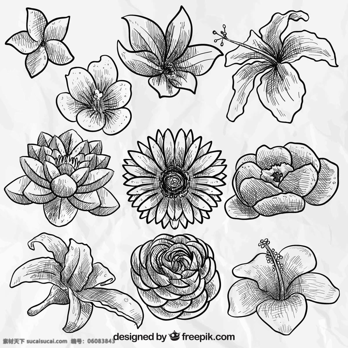 手绘美丽的花 花 手 自然 手绘 植物 绘画 手工绘图 美丽 吸引 粗略 植被 白色