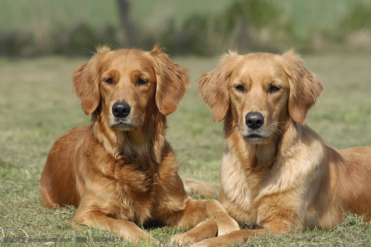 草地 上 两 只 宠物狗 小狗 犬 小狗图片 名贵犬种 宠物狗图片 可爱 小狗图片大全 宠物 小动物 陆地动物 生物世界 灰色