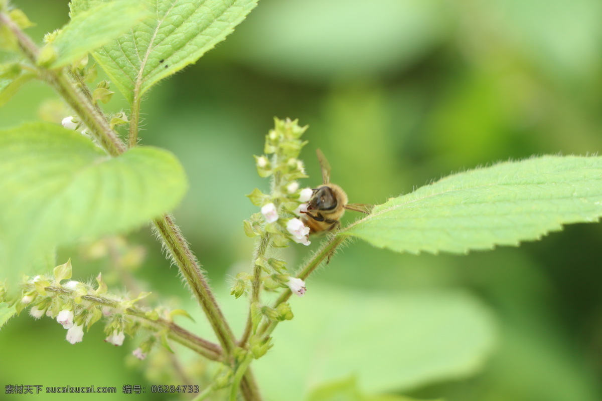 蜜蜂 静物 昆虫 生物 生物世界 黄色