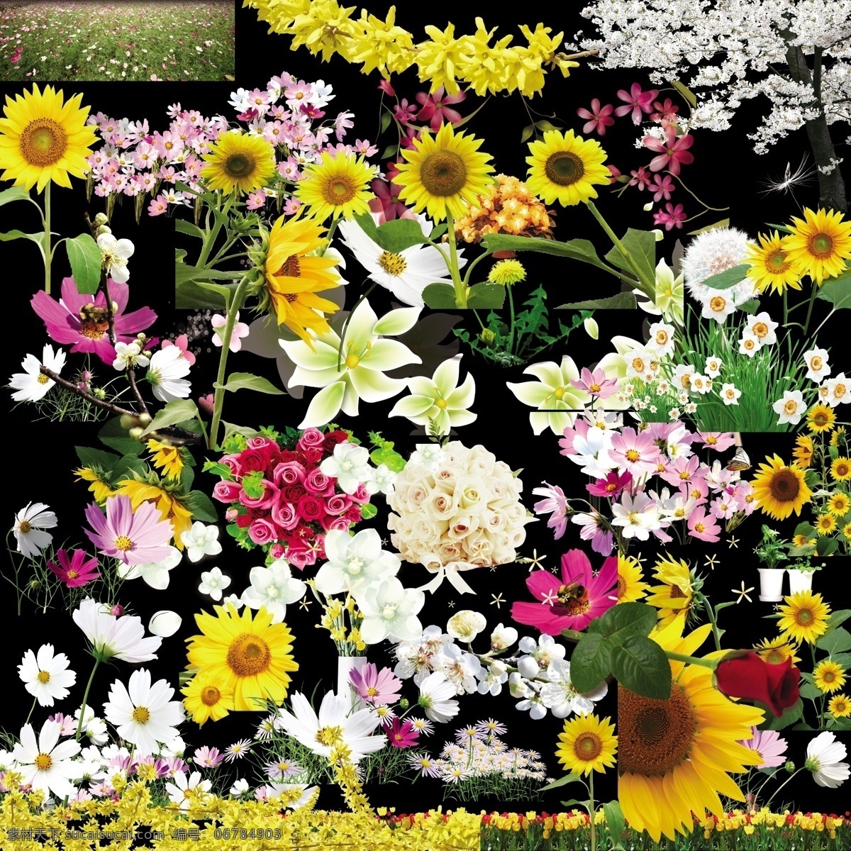 鲜花 植物 花 花朵 各种花 花蕾 花卉 花辨 花朵背景 玫瑰 白玫瑰 红玫瑰 兰花 百合 花饰 艳丽 菊花 向日葵 蒲公英 牡丹花 雏菊 杜鹃 花草 蓓蕾 花苞 娇艳 美丽 高清晰 去底 分层 源文件库