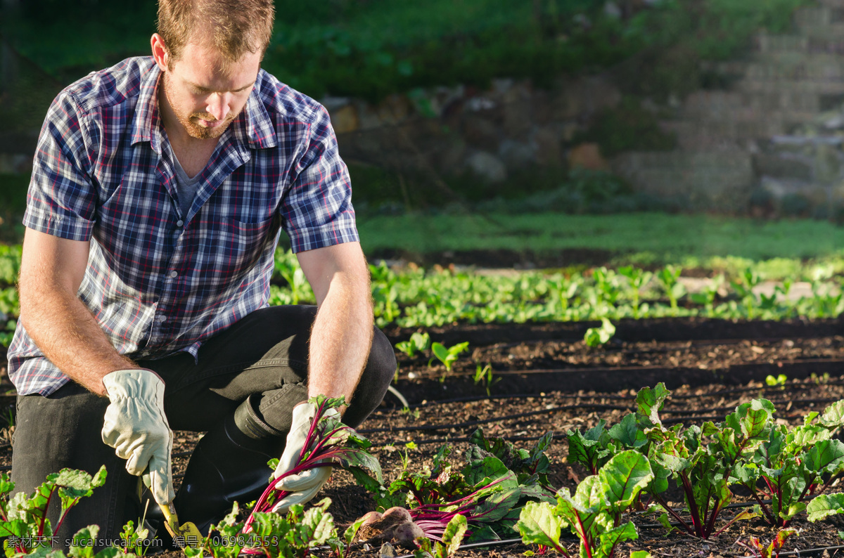 采摘 萝卜 男人 男性 人物图库 人物摄影 蔬菜 收获 农作物 植物 农业生产 现代科技