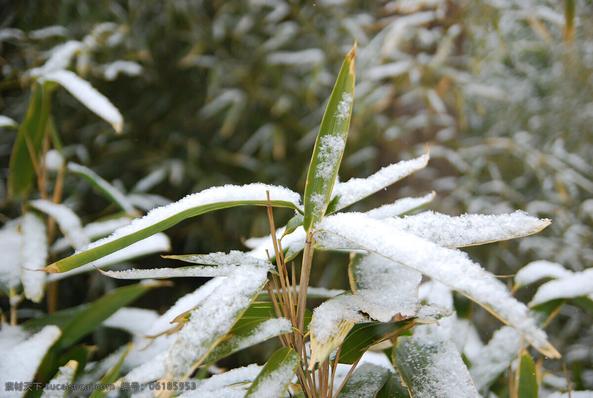 精神 绿叶 摄影图库 生命力 生物世界 诗意 树木树叶 竹树 特写 树枝 雪景 蒙胧美 诗境 矢量图 日常生活