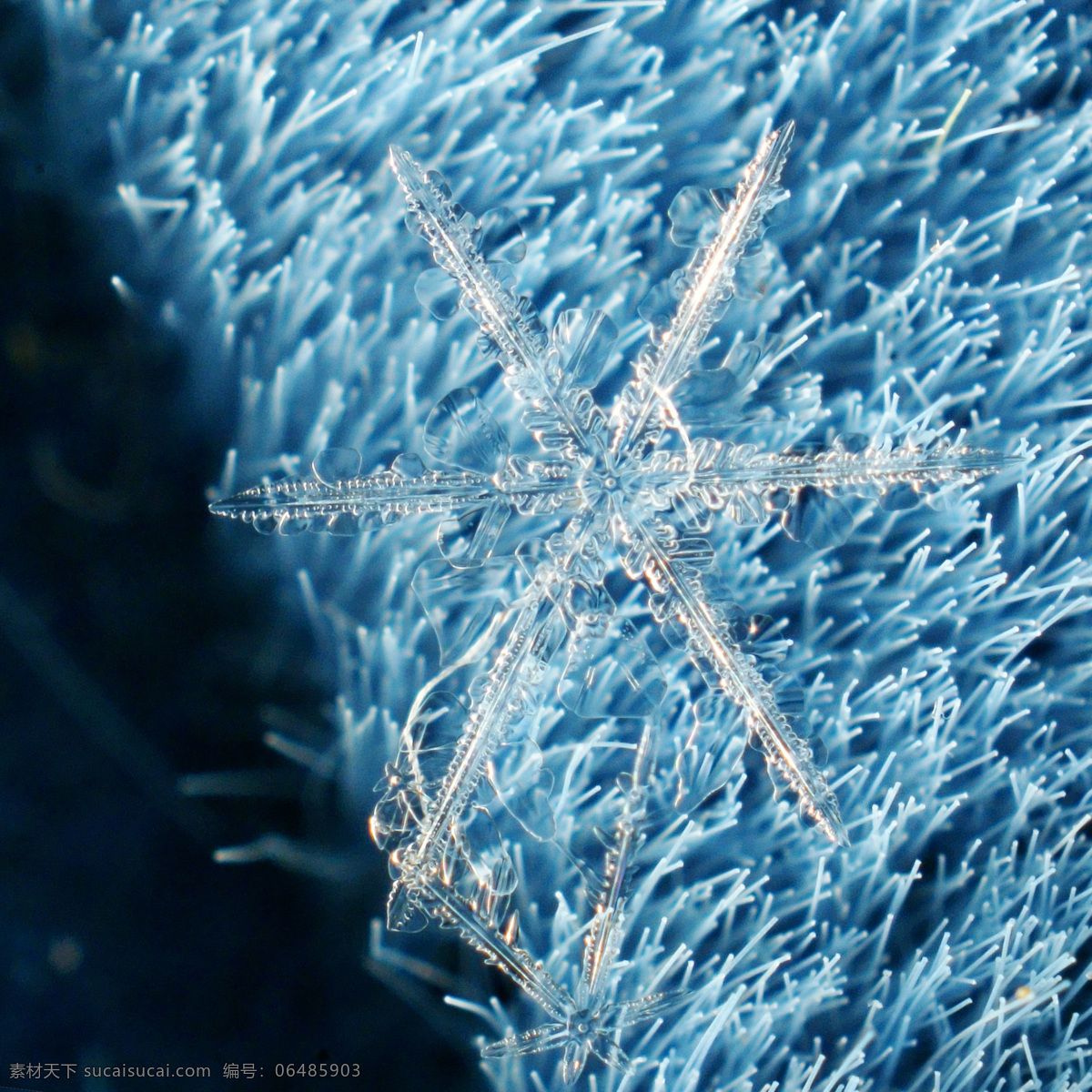 亮晶晶 冰晶 雪花 冰晶雪花 透明 其他生物 生物世界