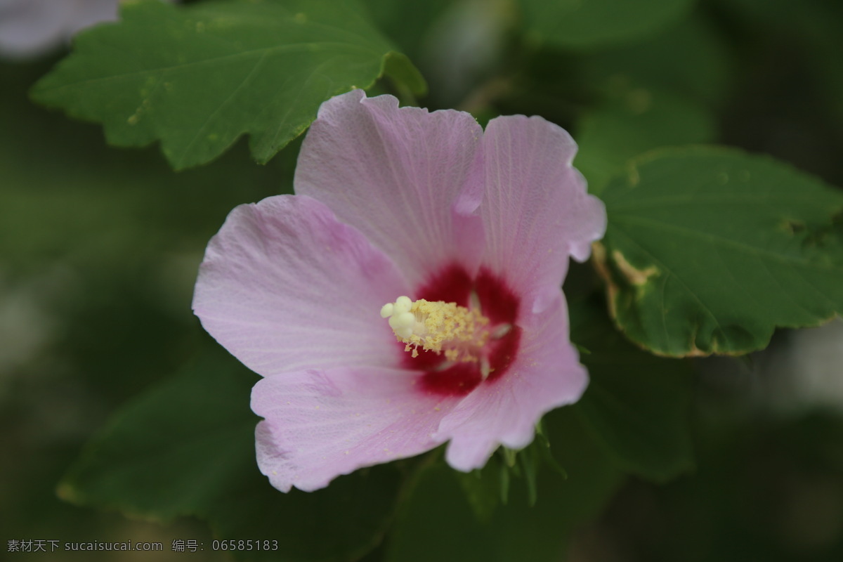 木槿 无穷花 花卉 花儿 花草 植物 园林绿化 绿化景观 装饰画 木槿木槿花 生物世界