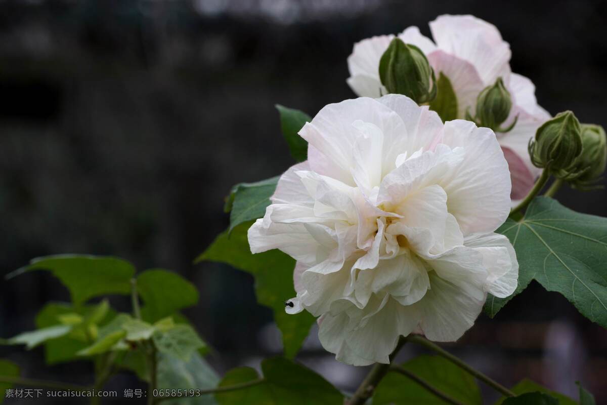 唯美 花 植物 自然 鲜花 花卉 花朵 芙蓉花 木芙蓉 芙蓉 纯洁 生物世界 花草