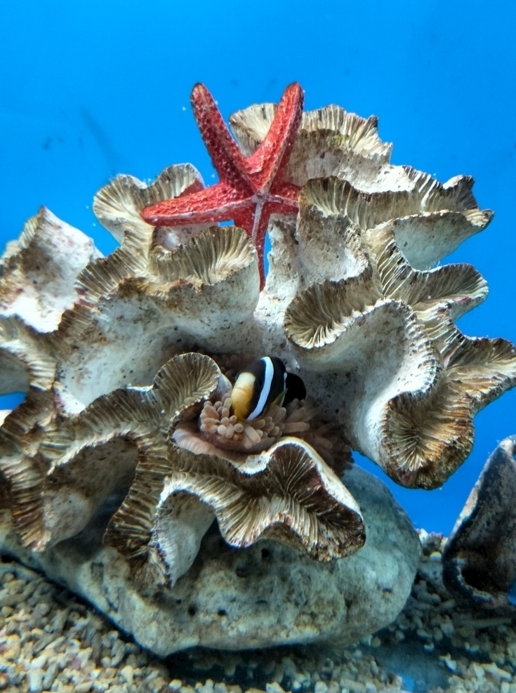 海底世界 海星 水族 海底生物 大海 鱼 双带小丑鱼 旅游摄影 国内旅游