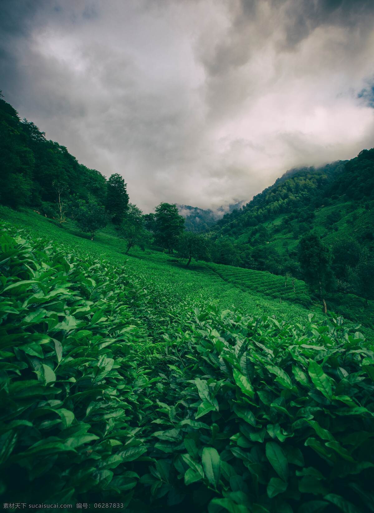 户外 春天 绿叶 茶园小清新 拍摄 摄影类 自然景观 自然风景