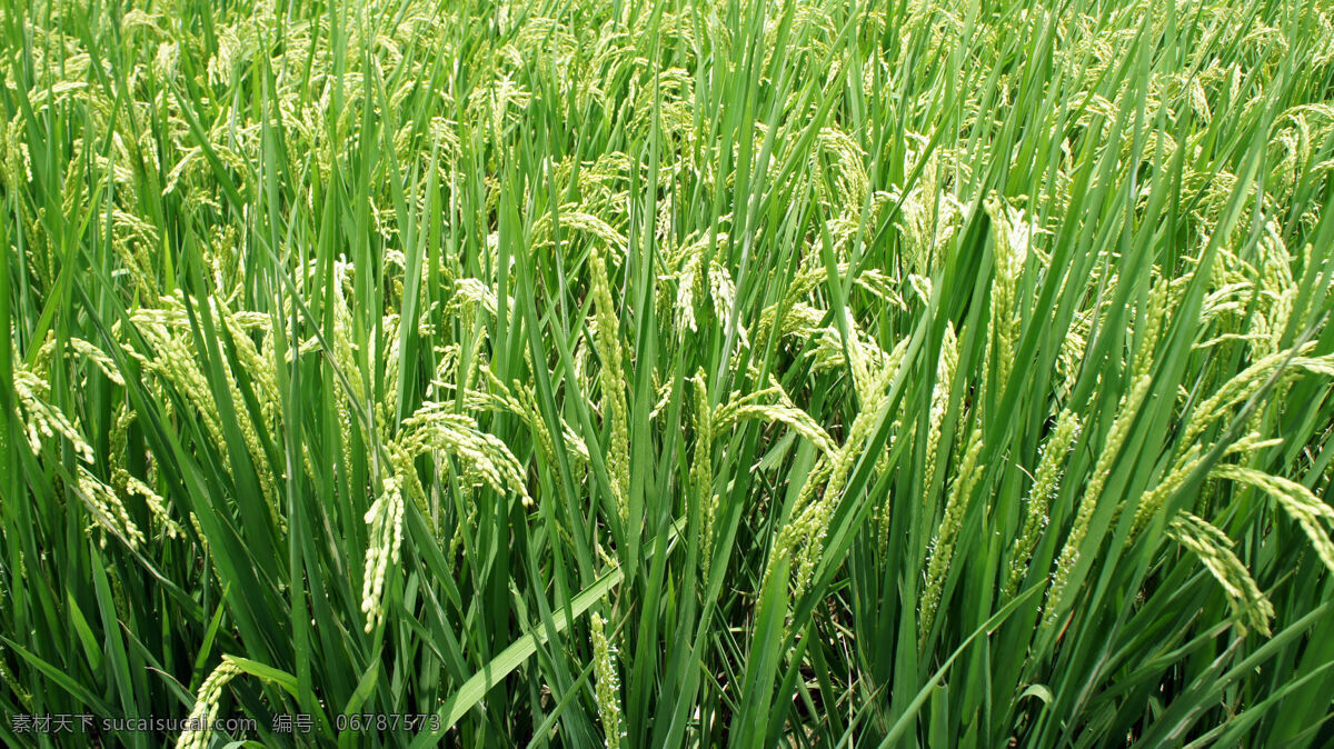 成熟的水稻 绿色的水稻 稻子 稻田 郁郁葱葱 农作物 庄稼 田园风光 禾苗 农业种植 种植业 农业 生物世界 其他生物