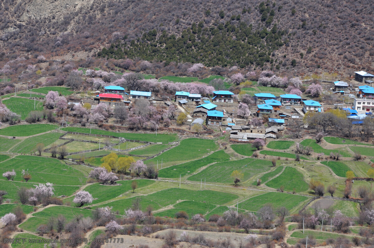 米林人家田园 米林 人家 西藏 房屋 田园风景 桃花 树木 田园风光 自然景观