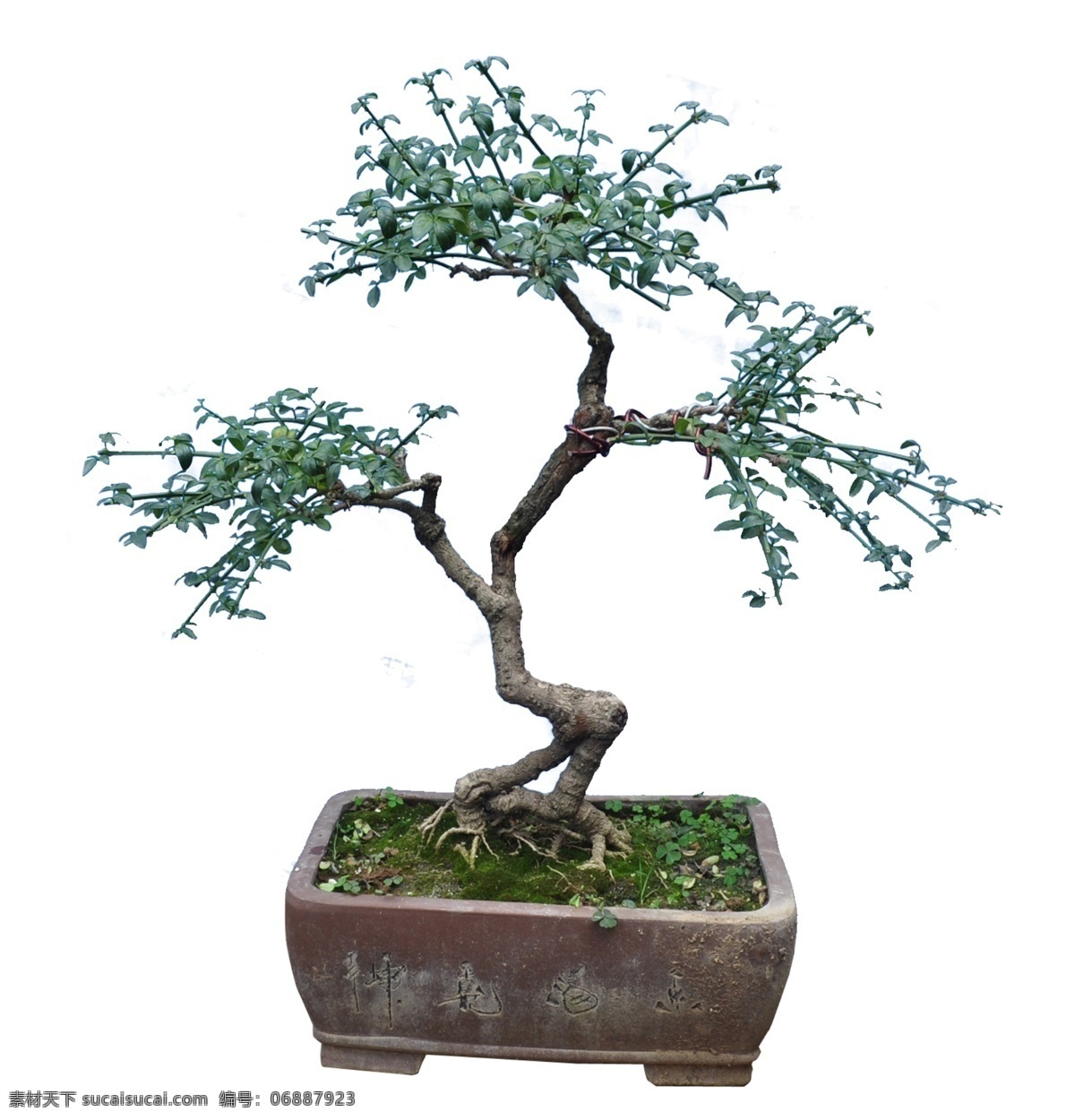 分层 桂花 花卉 绿化 苗木 盆景 迎春花盆景 源文件 迎春花 模板下载 桂花盆景 园林绿化盆景 装饰素材 园林景观设计