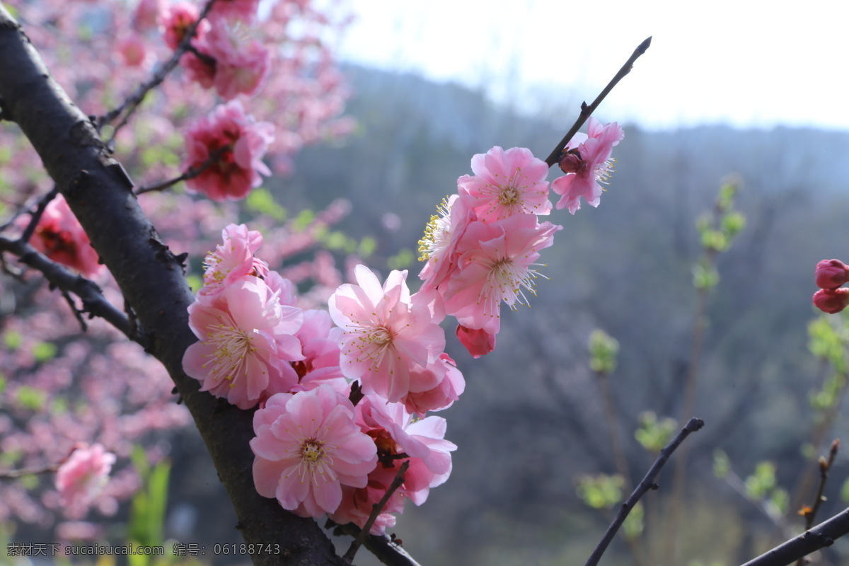 樱桃沟梅园 植物园风景 植物园美景 酸梅 黄仔 合汉 梅花瓣 花蕾 花卉 花儿 花骨朵 花草 园林景观 绿化景观 榆叶梅腊梅 生物世界