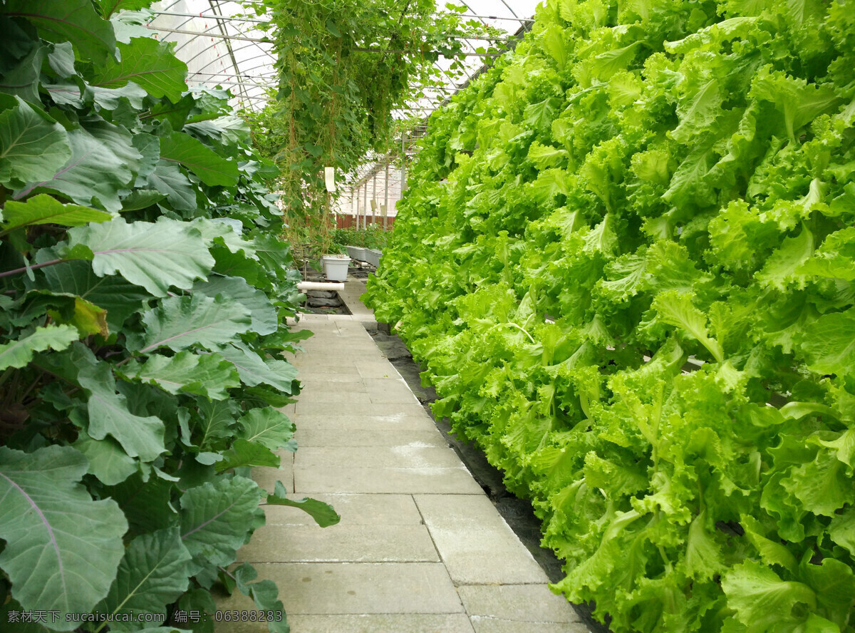立体栽培 蔬菜种植 无土栽培 生态农业 绿色食品 农业 现代科技 农业生产