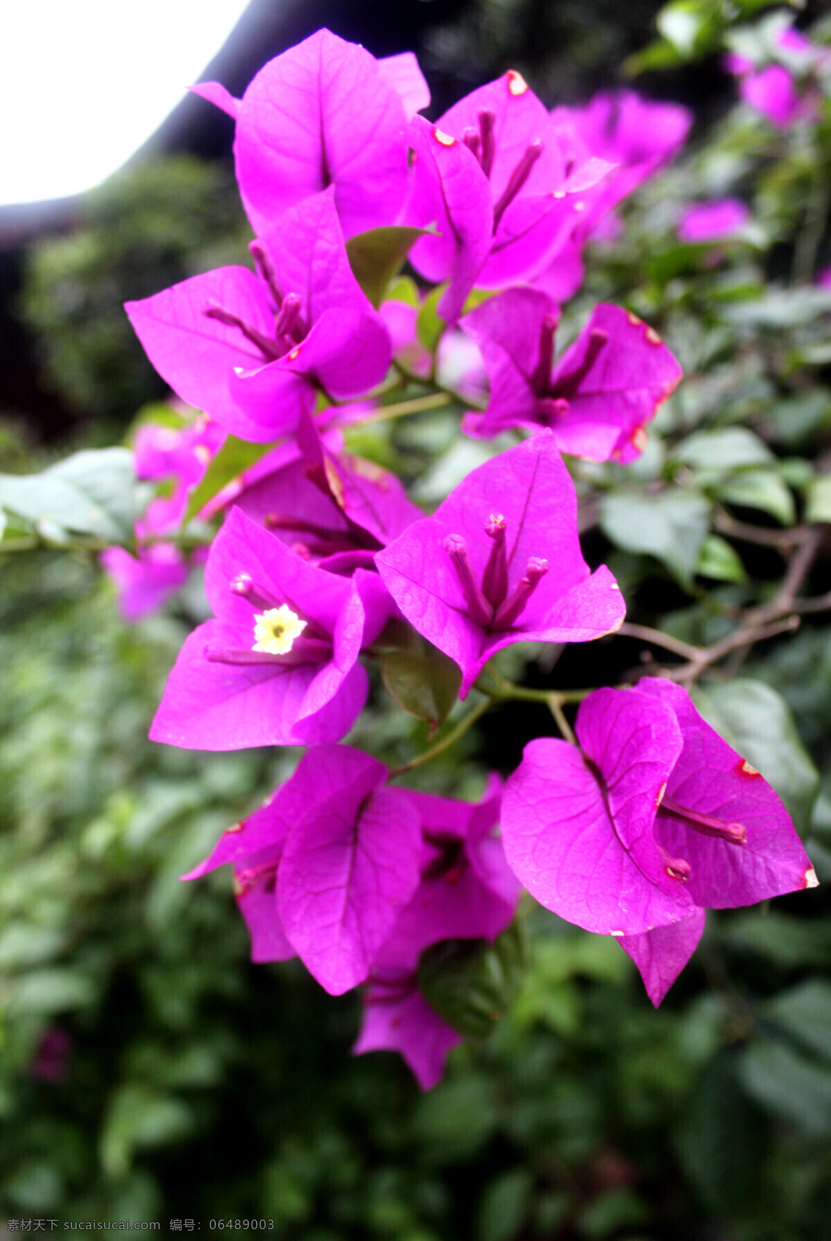 三角梅 春天 花朵 美丽 紫色 盛开 花草 生物世界