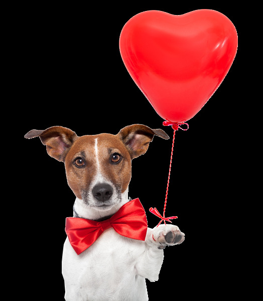 帅气 大型 犬 宠物狗 产品 实物 产品实物 大型犬 红色蝴蝶结 红色气球 生肖狗