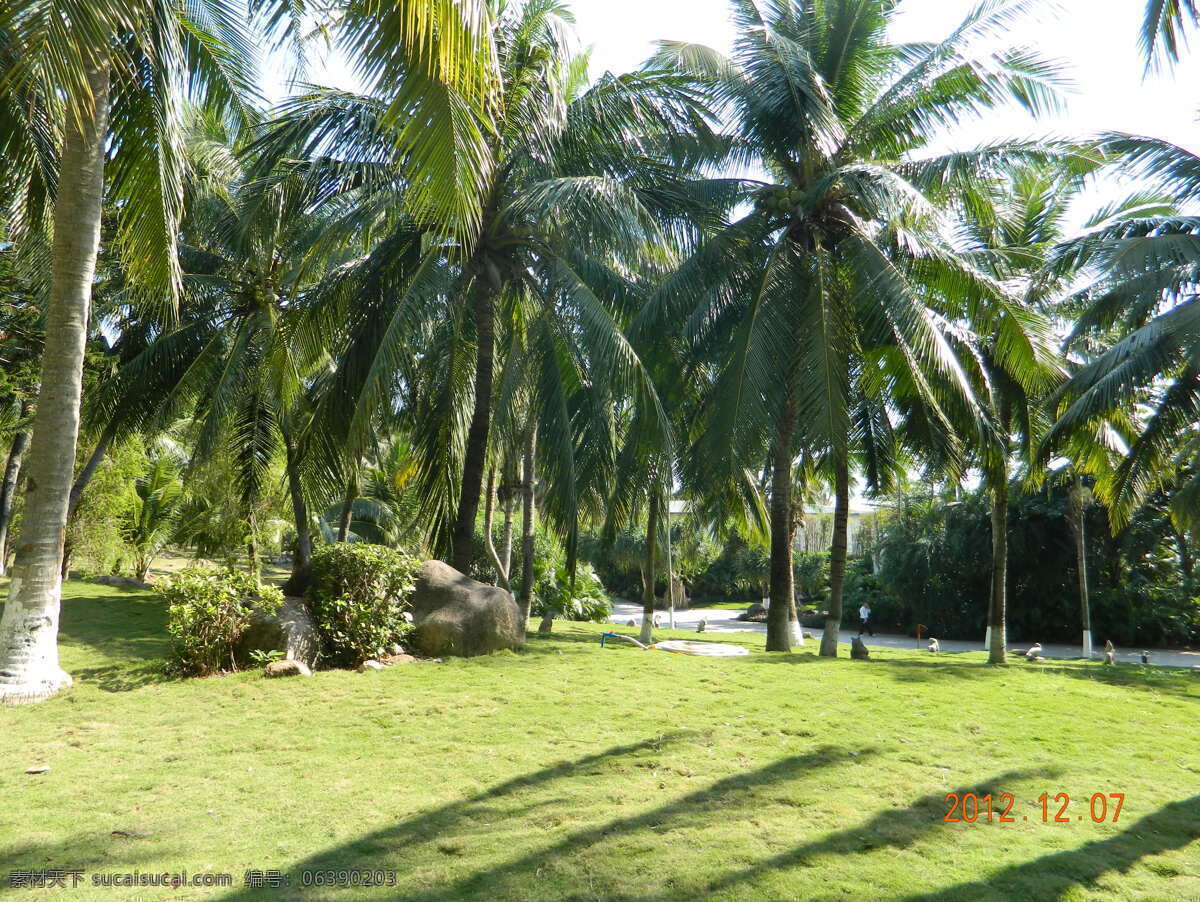 海南椰子林 椰子 树林 阳光 树影 草坪 绿色 树木树叶 生物世界
