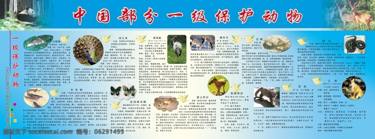 分层 保护动物 背景 动物 内容 鸟类 校园文化 学校 源文件 展板 国家 二级 保护 哺乳类动物 其他展板设计