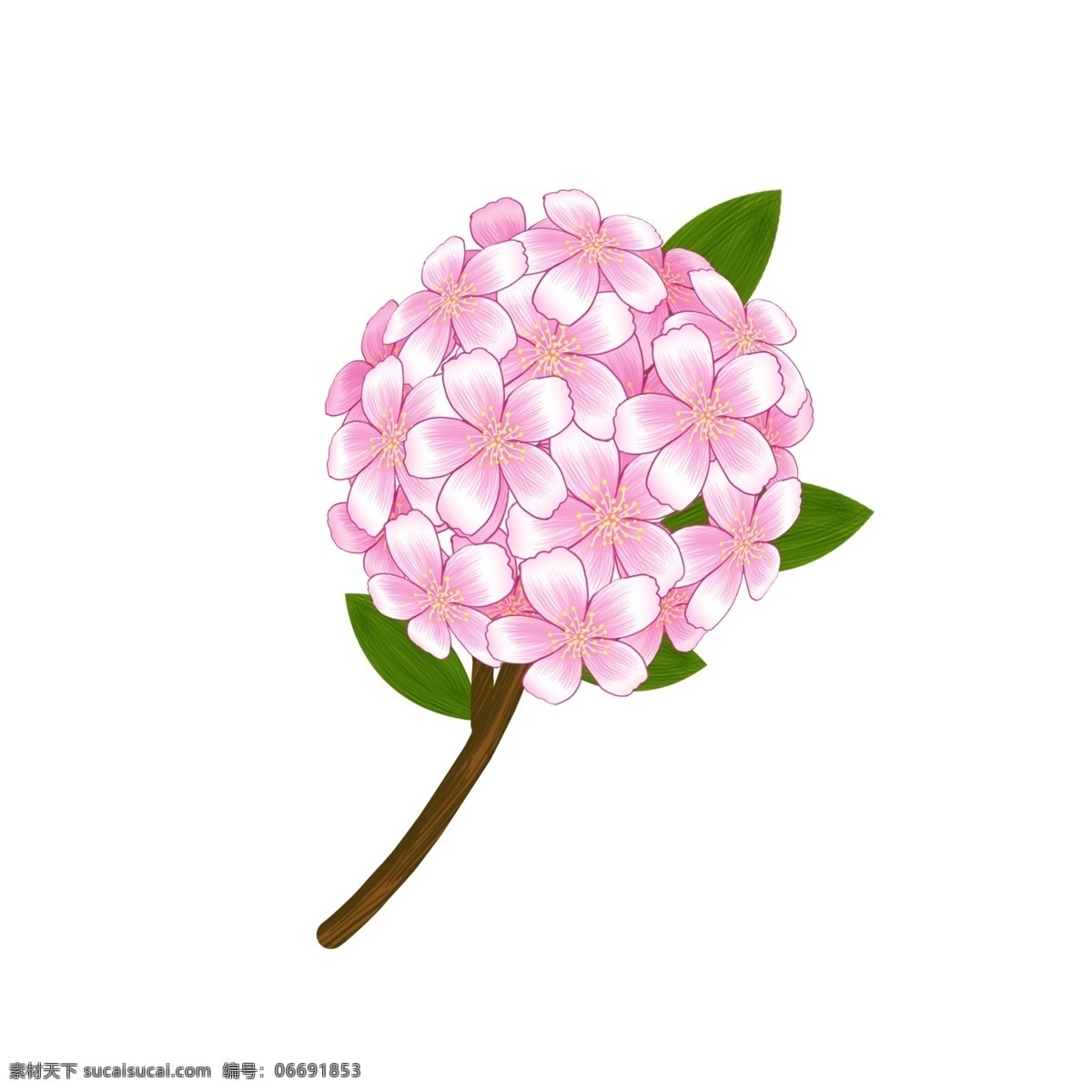 手绘 簇 樱花 插画 花簇 粉色樱花 手绘樱花 一簇樱花 樱花插画 樱花插图 植物