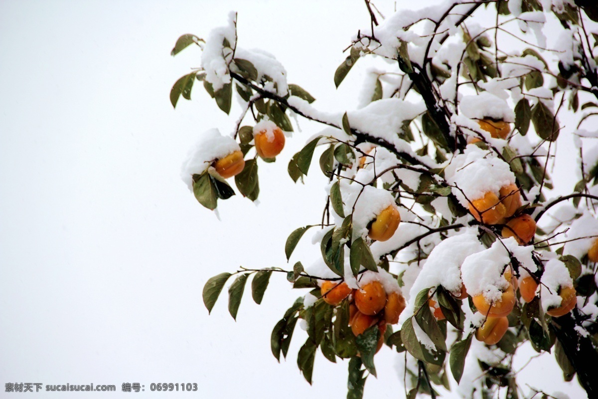 雪下的柿子树 雪后 柿子树 大雪 戴雪的柿子树 红柿 花草树木 生物世界 树木树叶