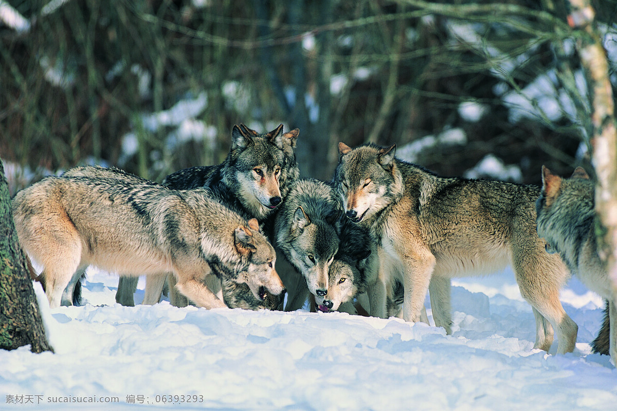正在 吃食 狼 动物 野生动物 雪地 狼群 陆地动物 生物世界