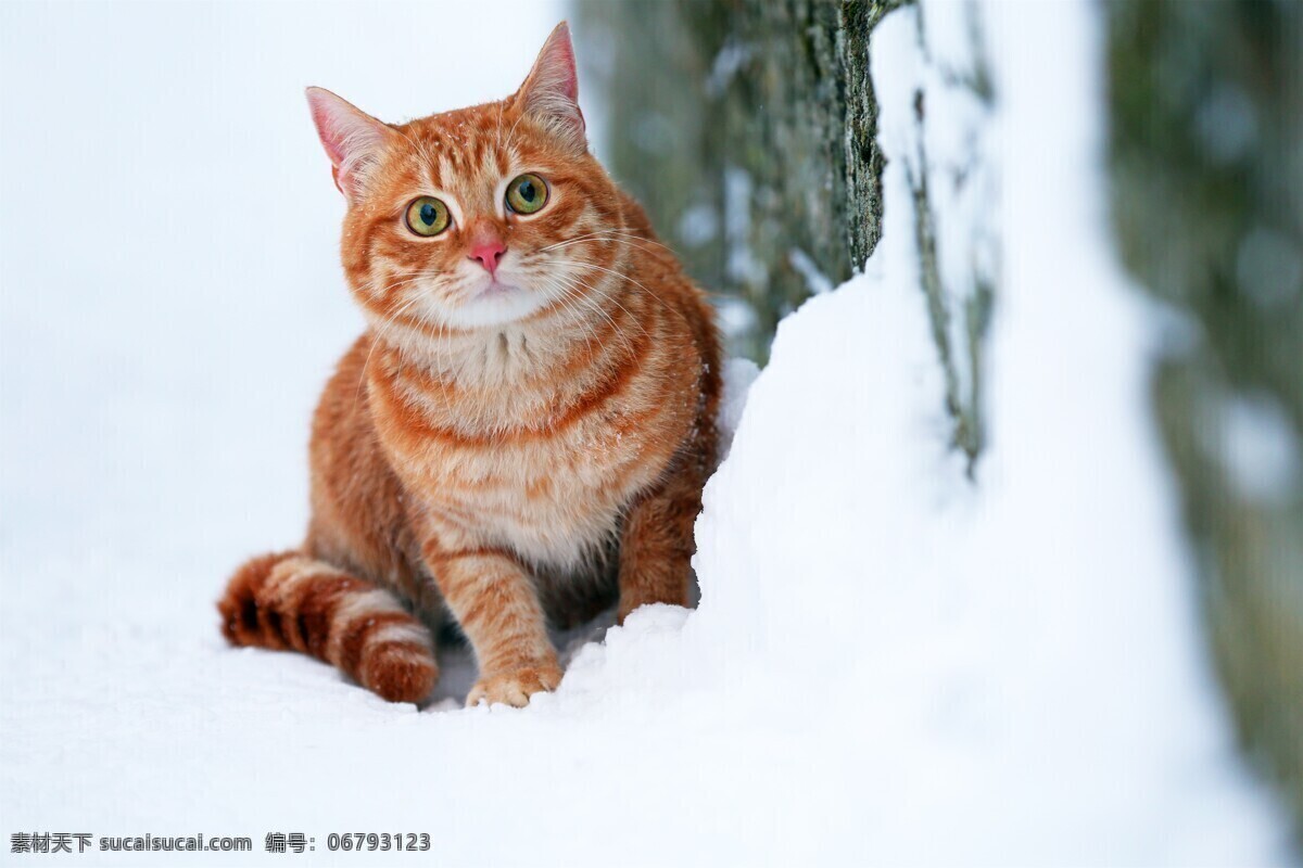 宠物猫图片 喵 猫咪 宠物 萌宠 家猫 动物 可爱 萌猫 小猫 宠物猫 喵星人 可爱的动物 生物世界 家禽家畜