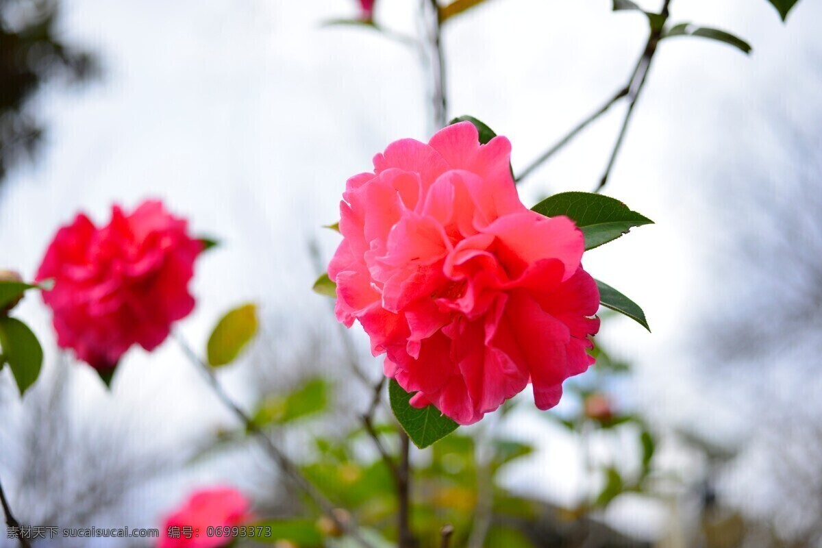 美丽山茶花