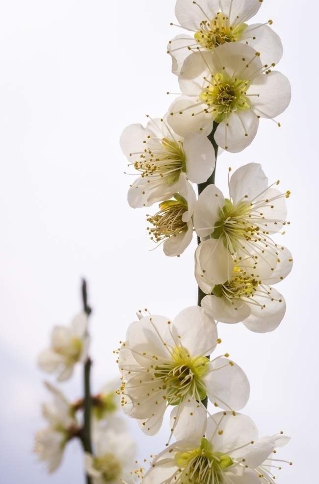 雪白唯美 梨花 白色 花朵 鲜花 树 植物 自然 春天 温暖 生物世界 树木树叶