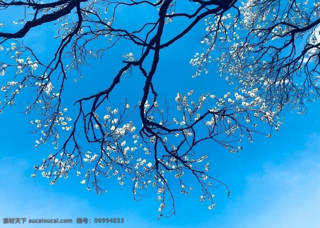 花草 浪漫 美丽 爱情 花束 优雅 背景 结婚花束 手捧花 鲜花婚礼捧花 鲜花 光晕 阳光 绿色 生物世界 纹理