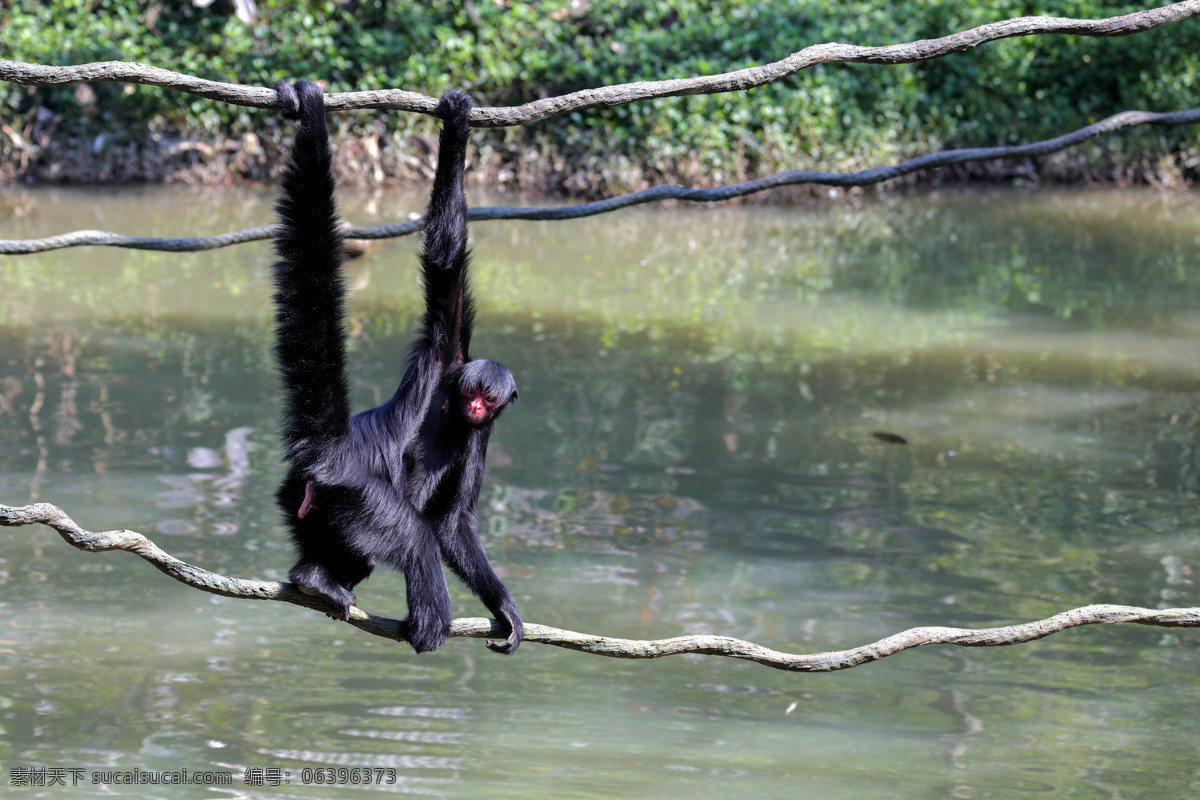 黑蜘蛛猴 阔鼻猴 灵长目 灵长动物 动物 野生动物 动物园 猴子 黑猴 蜘蛛猴 生物世界