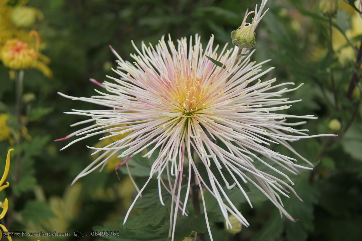 菊花 花草 开封 生物世界 二 十 九 届 展览会 菊展 秋菊 开 封二 花会 装饰素材 展示设计