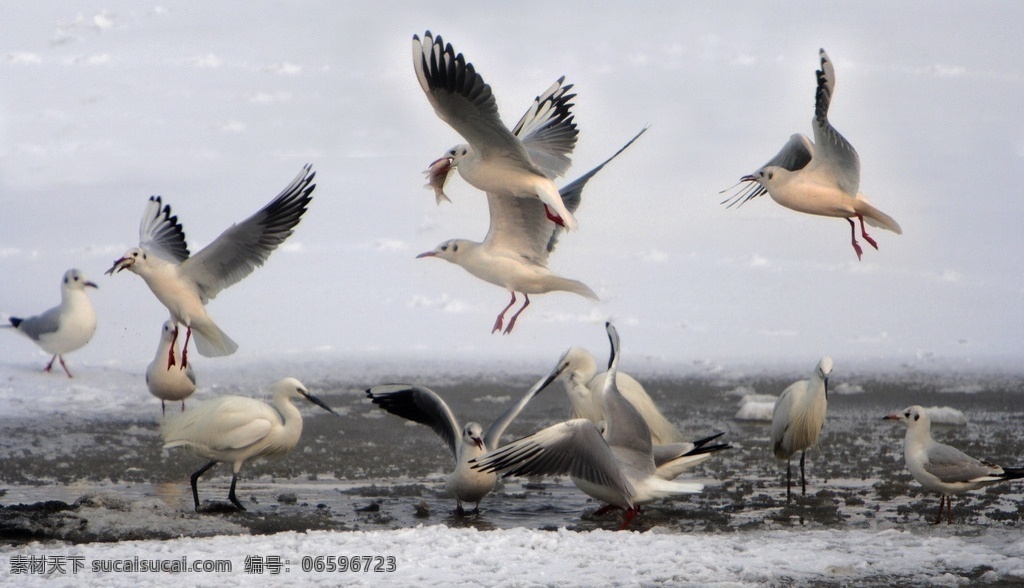 水鸟 海鸥 海边 群鸟 浅滩 各种鸟姿 生物世界 鸟类