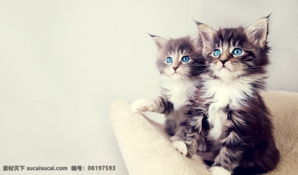 两只小猫 小猫 可爱 动物 萌物 大图 壁纸 家禽家畜 生物世界