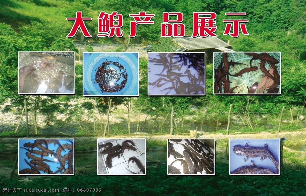 广告设计模板 娃娃鱼 幼苗 源文件 展板模板 展板 模板下载 娃娃鱼展板 大鲵展板 生态鱼场 娃娃鱼基地 鱼蛋 娃娃鱼洞 大鲵幼苗 成熟大鲵 生长 过程 其他展板设计