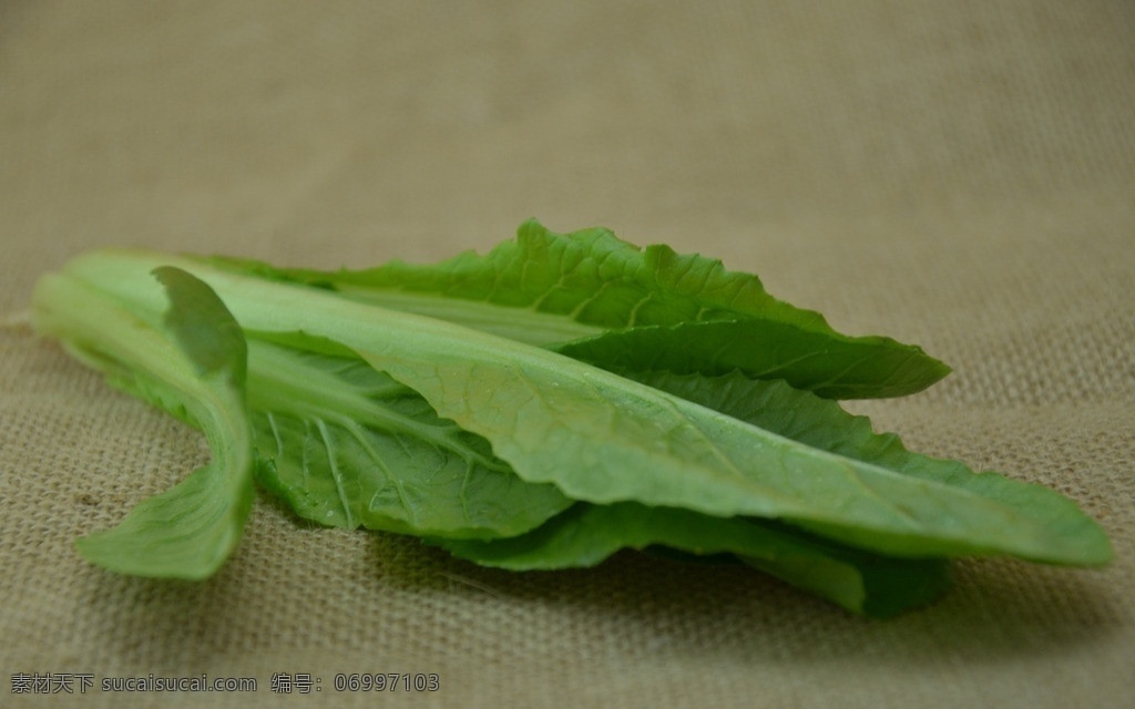 小白菜 青菜 油菜 油白菜 夏菘 蔬菜 生物世界