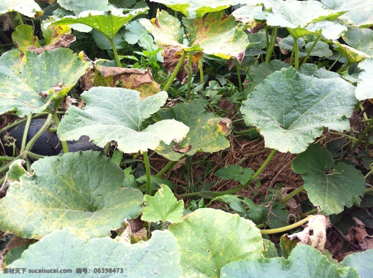 香芋味的南瓜软、绵、粉、甜，究竟它有什么来头？_种植