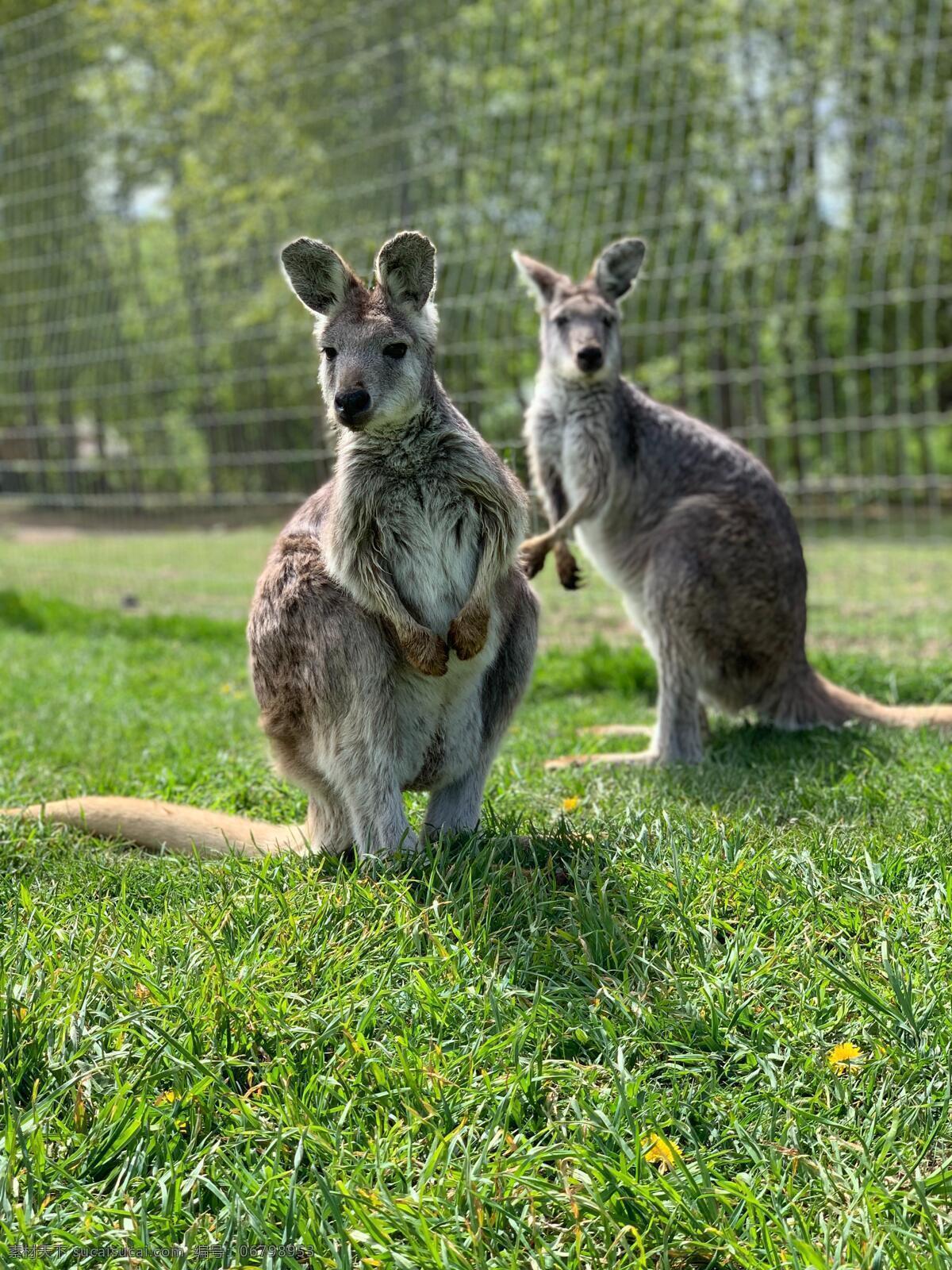 澳洲袋鼠 袋鼠 野生动物 保护动物 动物园 动物世界 澳大利亚袋鼠 草原袋鼠 生物世界