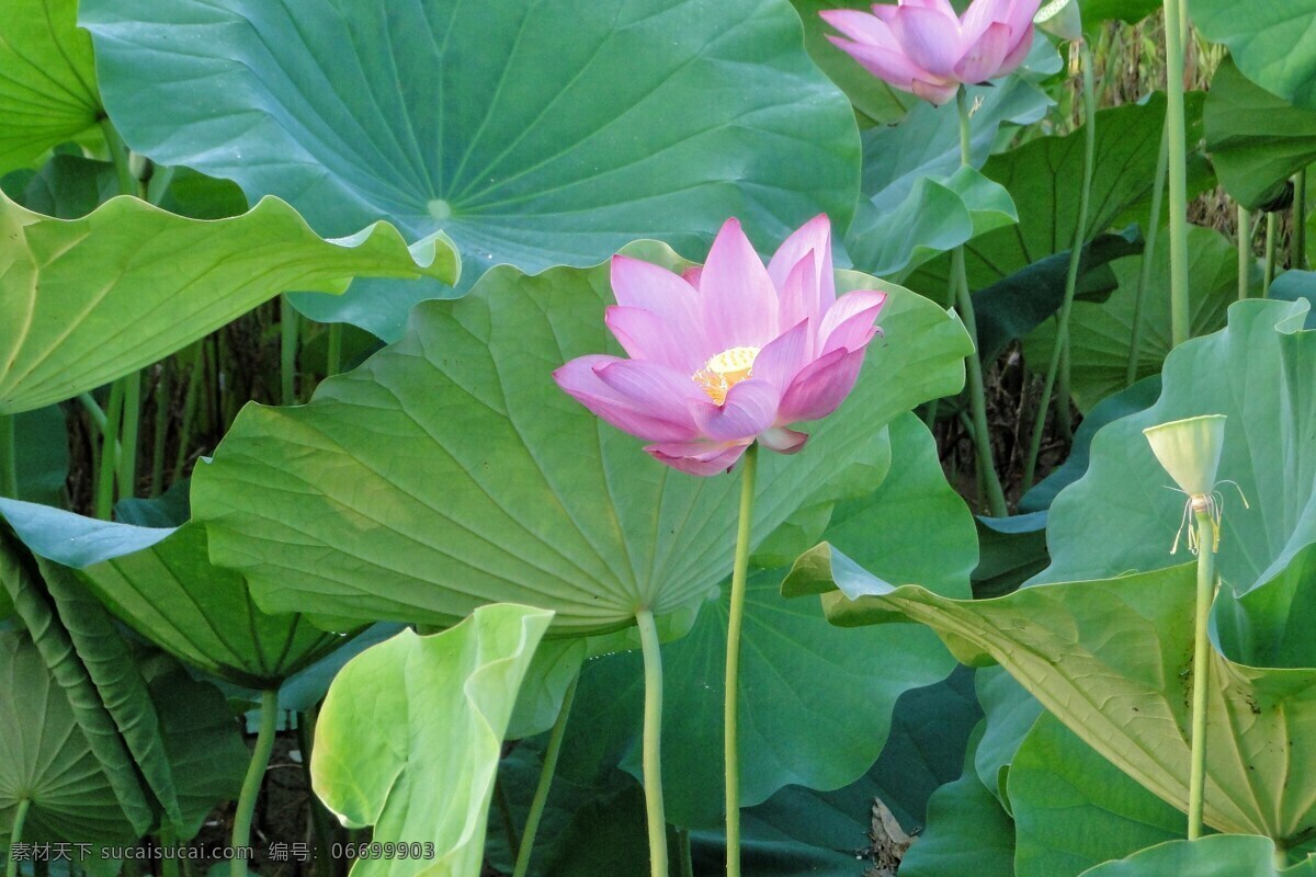 荷花 花卉 莲花 荷叶 鲜花 花朵 花瓣 生物世界 花草