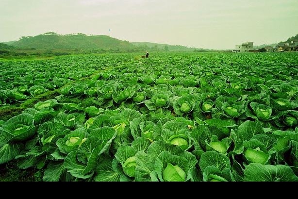 蔬菜基地 蔬菜 青菜 农夫 菜园 生物世界 摄影图库