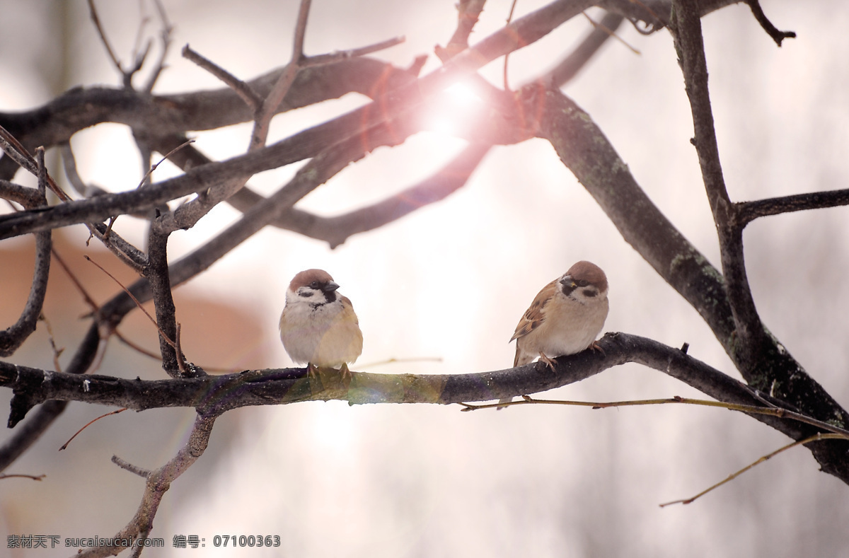麻雀 鸟 喜鹊 树枝 枯枝 光 阳光 鸟类 生物世界