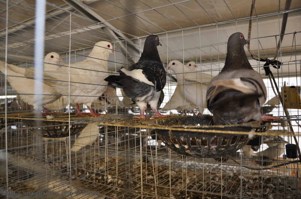 鸽子 大棚养鸽子 养鸽 蛋鸽 肉鸽 鸟类 生物世界